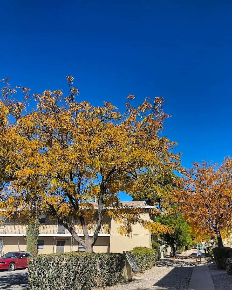 Autumn in El Paso Autumn in El Paso