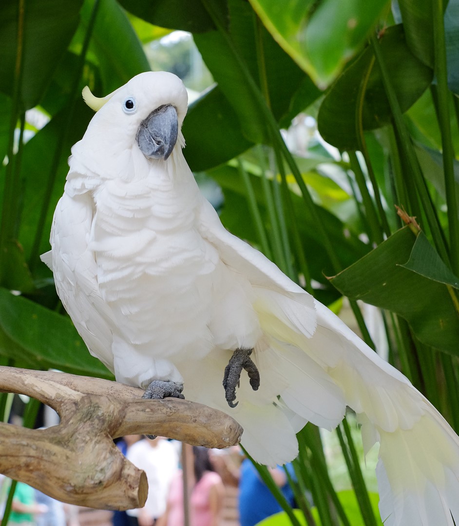 Bali Bird Park Bali Bird Park