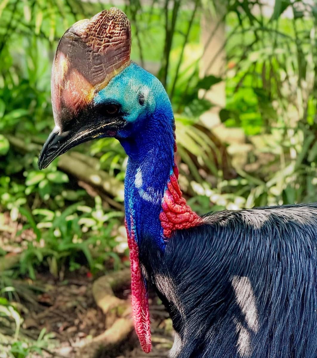 Bali Bird Park Bali Bird Park