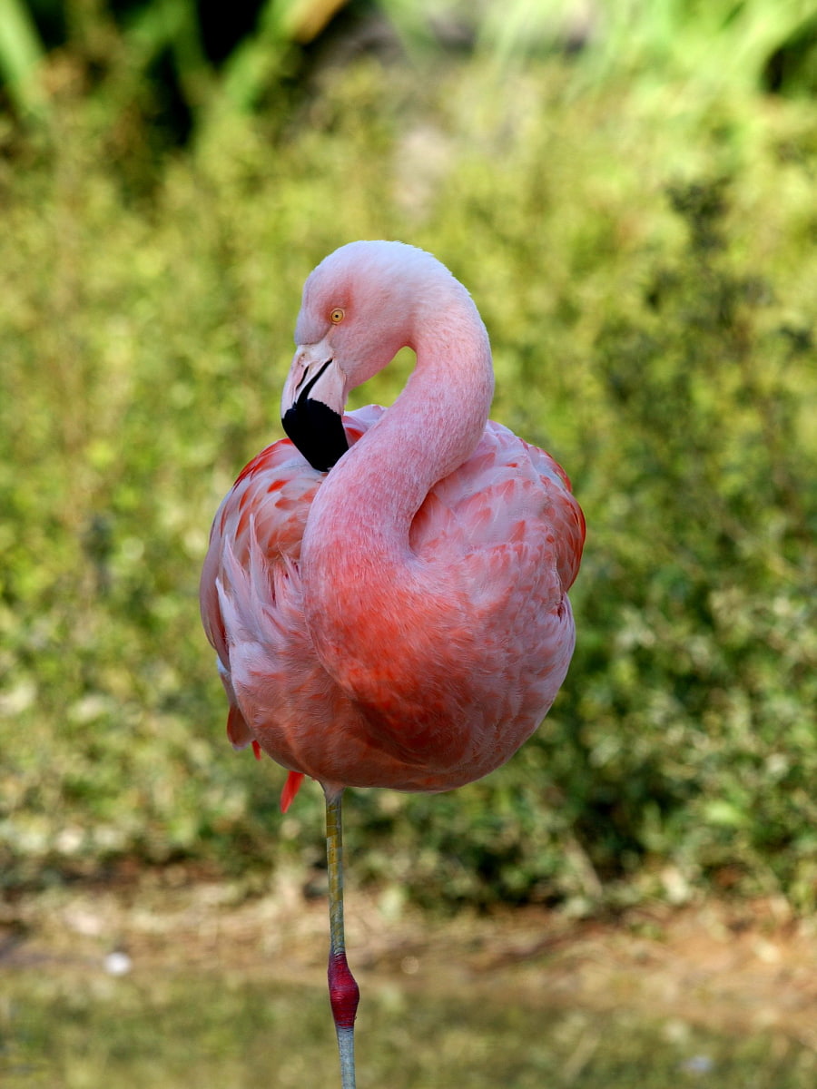 Baton Rouge Zoo, Baton Rouge Baton Rouge Zoo, Baton Rouge