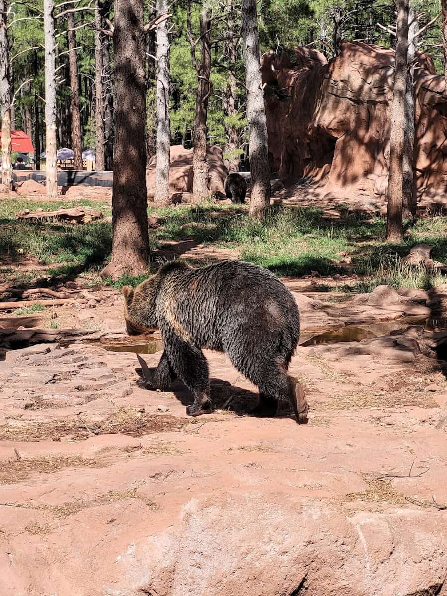 Bearizona Wildlife Park, Flagstaff Bearizona Wildlife Park, Flagstaff