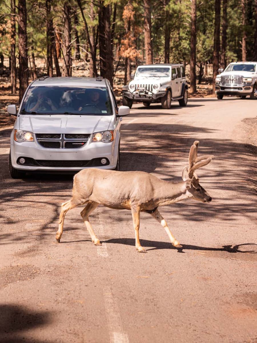 Bearizona Wildlife Park, Flagstaff Bearizona Wildlife Park, Flagstaff