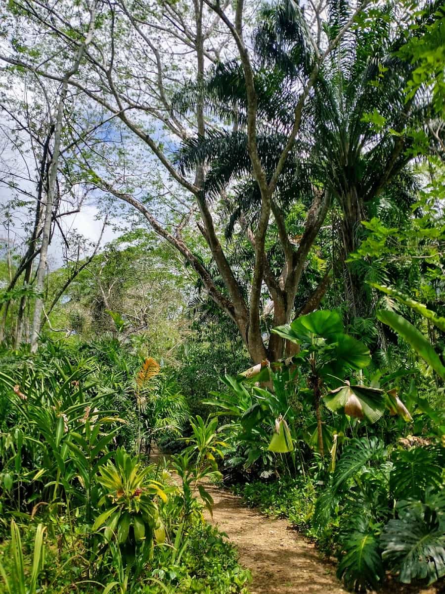 Belize Botanic Gardens, Belize Belize Botanic Gardens, Belize