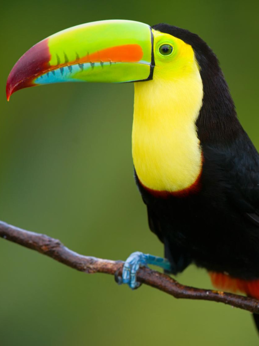 Belize Zoo, Belize Belize Zoo, Belize