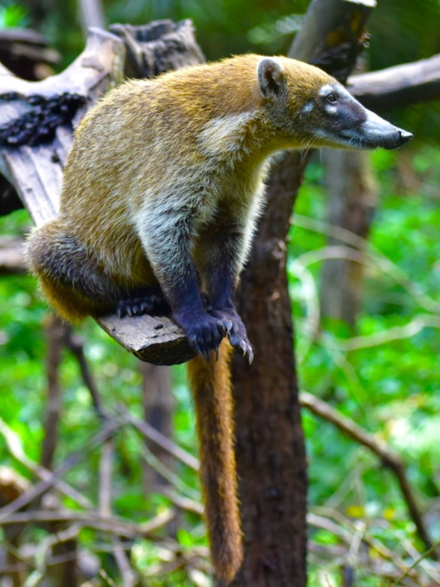 Belize Zoo, Belize Belize Zoo, Belize