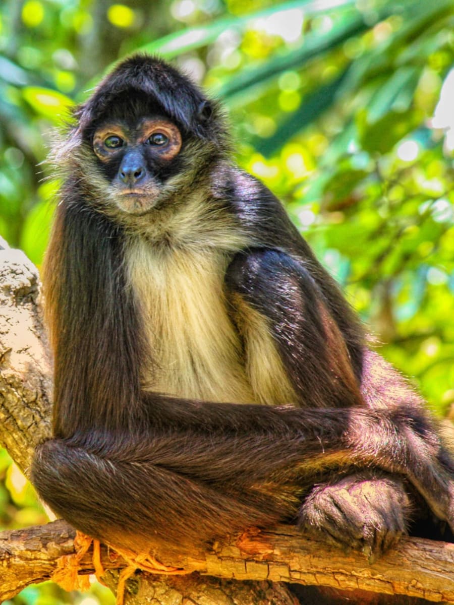 Belize Zoo, Belize Belize Zoo, Belize