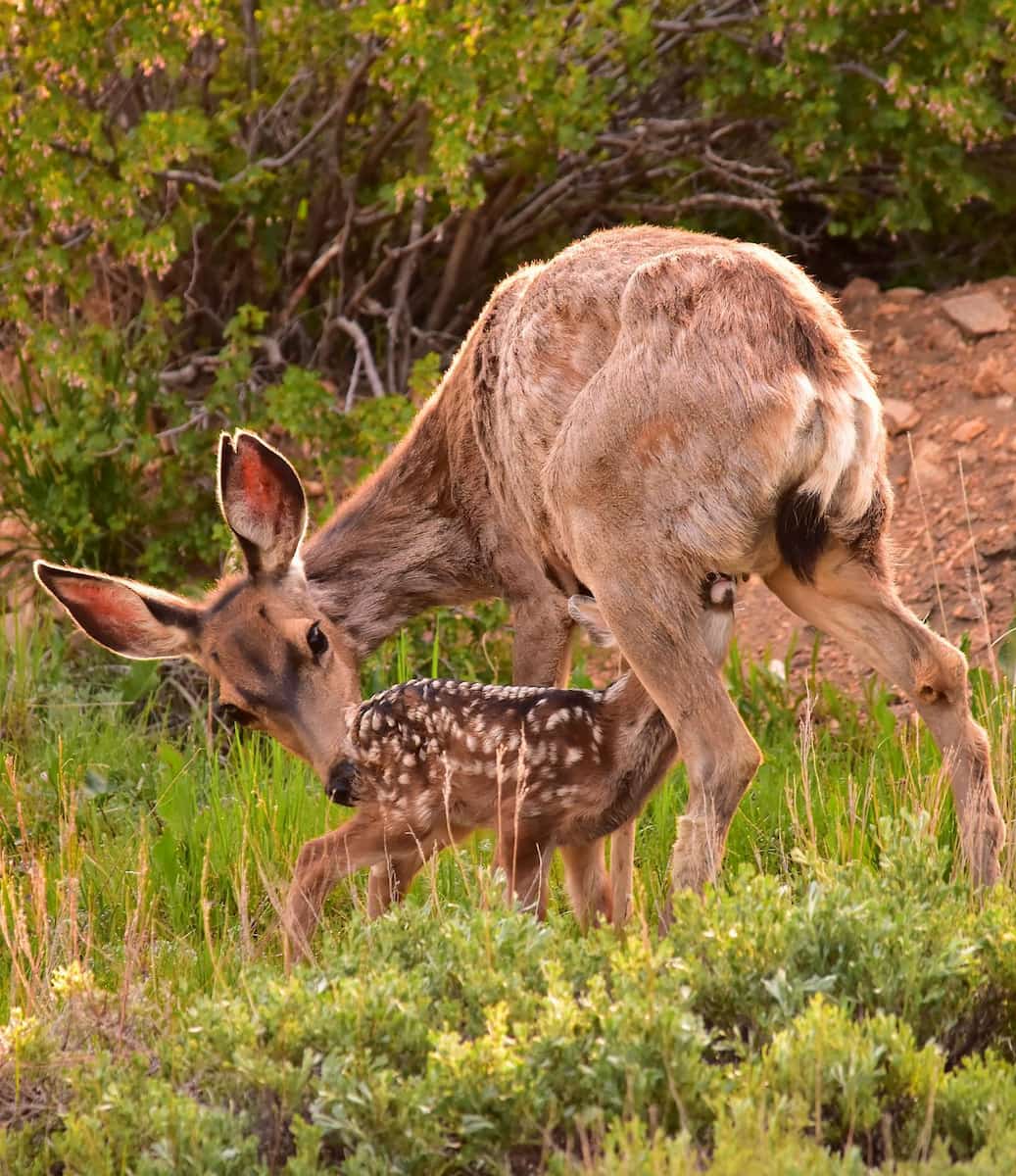 Bond Park, Estes Park Bond Park, Estes Park