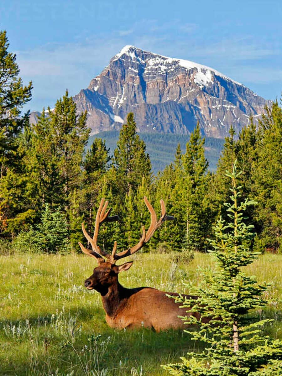 Bow Valley Parkway, Banff, Alberta Bow Valley Parkway, Banff, Alberta