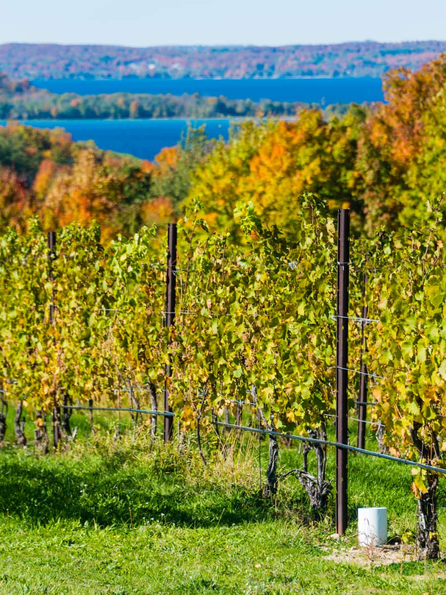 Bowers Harbor Vineyards, Traverse City, US Bowers Harbor Vineyards, Traverse City, US