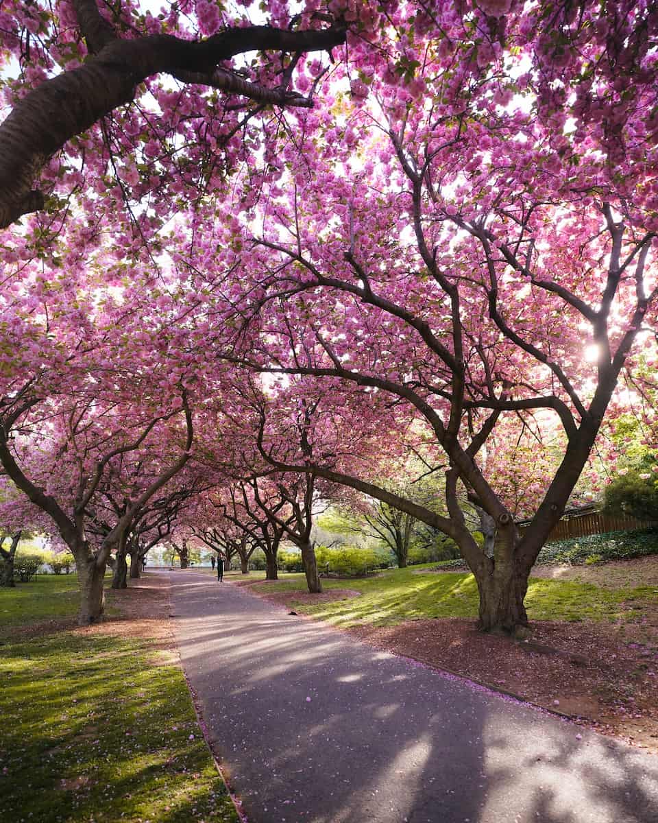 Brooklyn Botanic Garden Brooklyn Botanic Garden