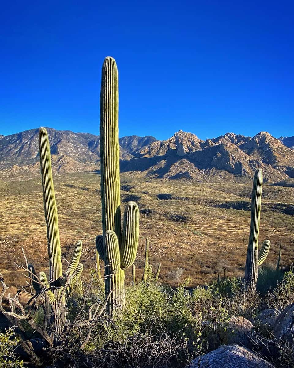 Catalina State Park, Tucson Catalina State Park, Tucson
