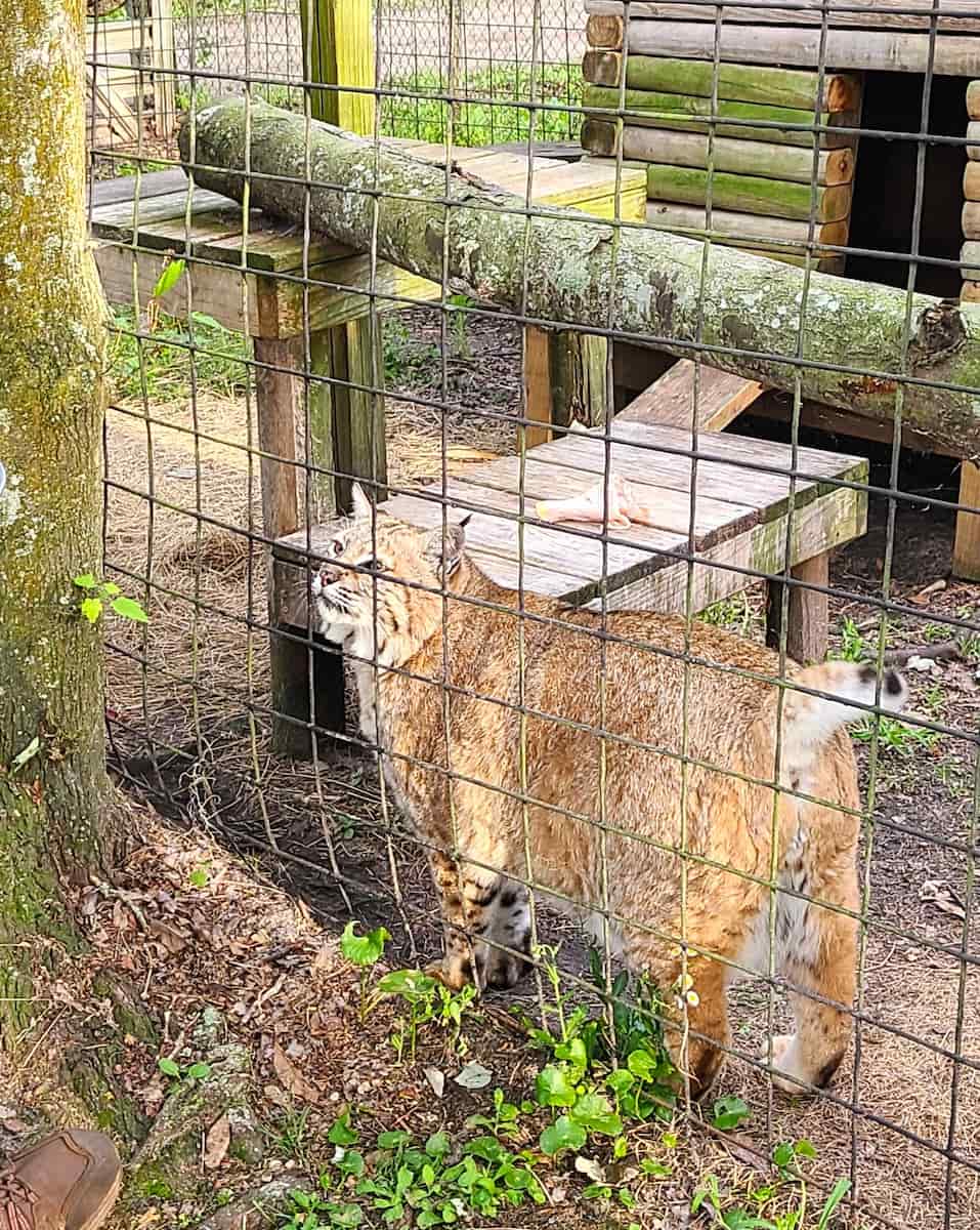 Catty Shack Ranch Sanctuary, FL Catty Shack Ranch Sanctuary, FL