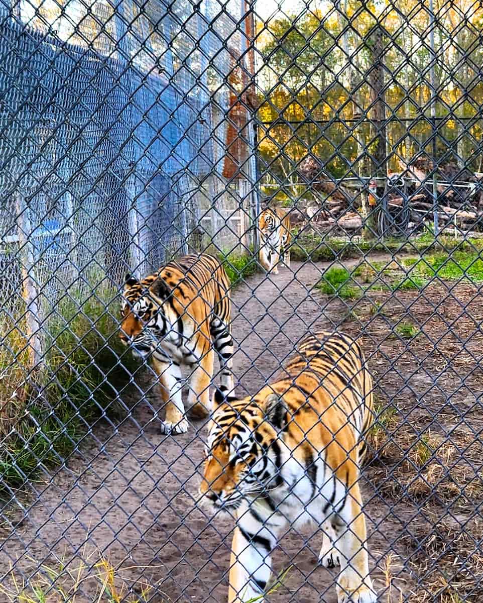 Catty Shack Ranch Sanctuary, FL Catty Shack Ranch Sanctuary, FL