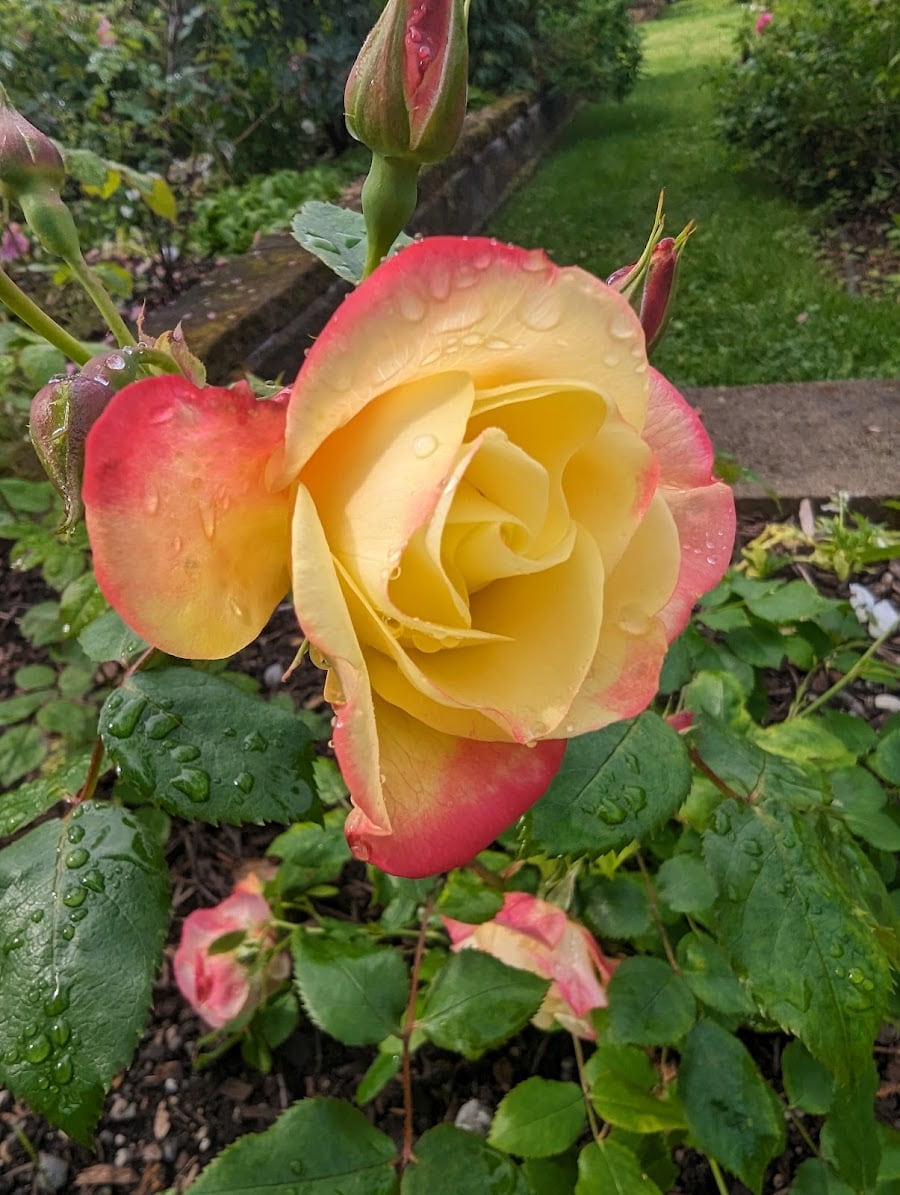 Centennial Rose Garden, Anchorage Centennial Rose Garden, Anchorage