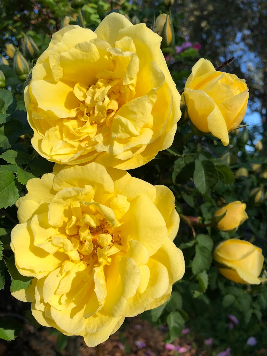 Centennial Rose Garden, Anchorage Centennial Rose Garden, Anchorage