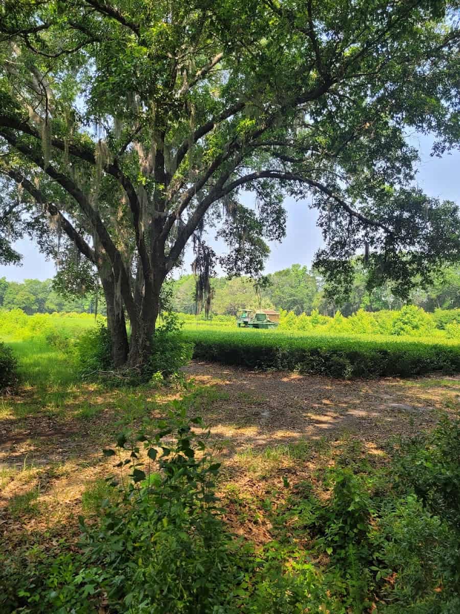 Charleston Tea Plantation, South Carolina Charleston Tea Plantation, South Carolina