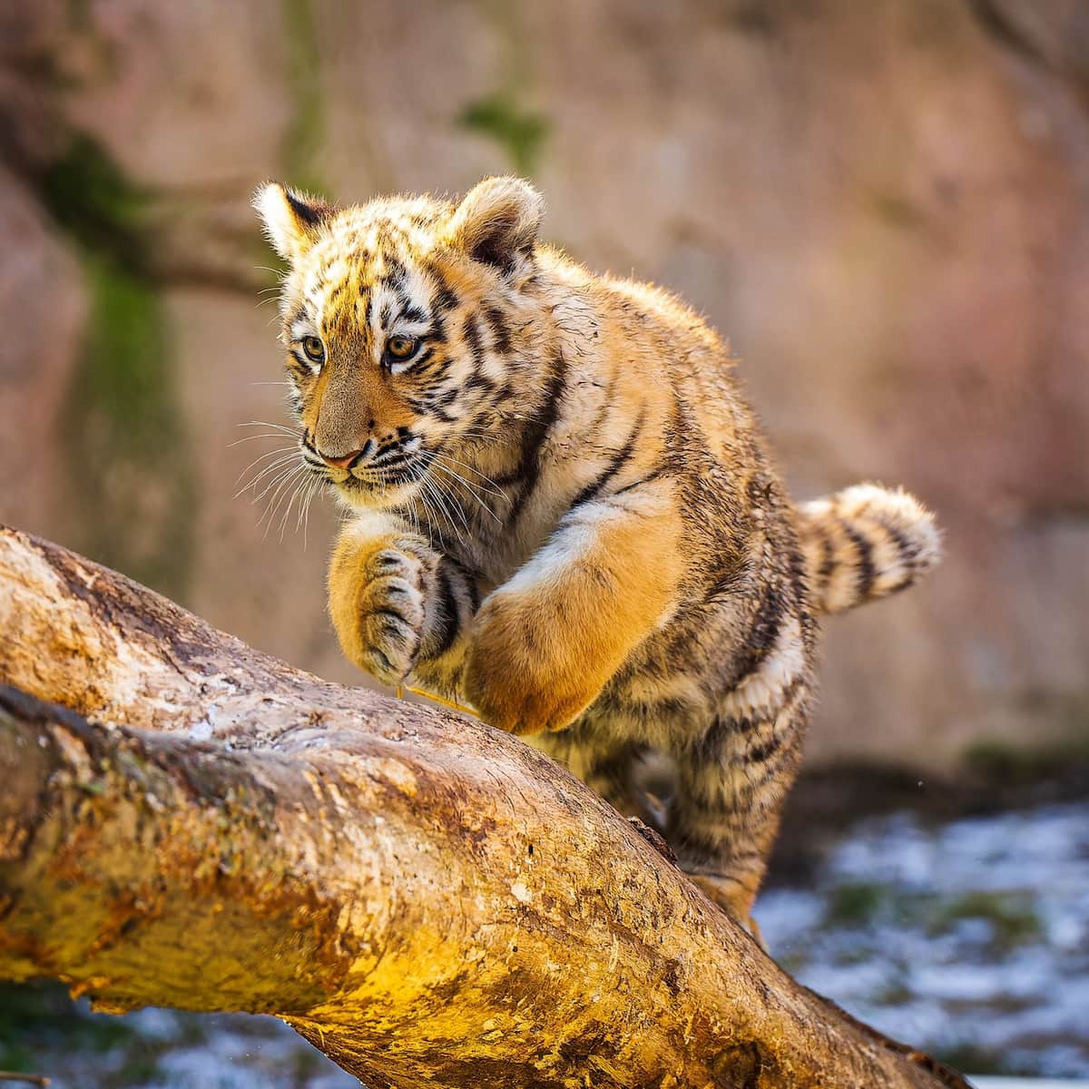 Cleveland Metroparks Zoo Cleveland Metroparks Zoo