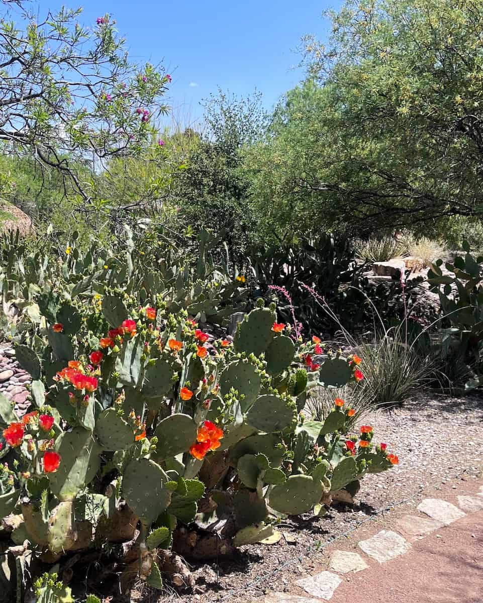 El Paso Desert Botanical Garden El Paso Desert Botanical Garden