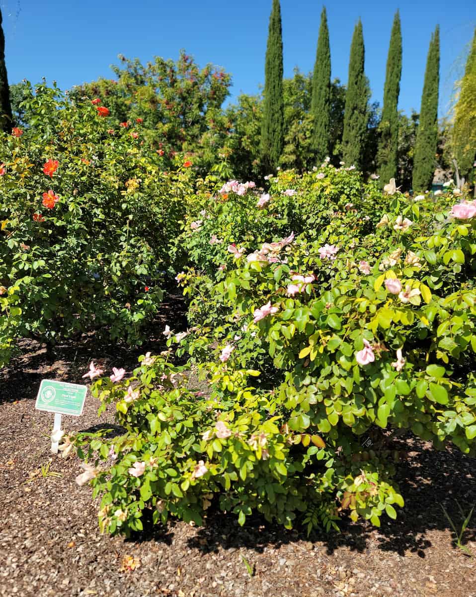 El Paso Municipal Rose Garden El Paso Municipal Rose Garden
