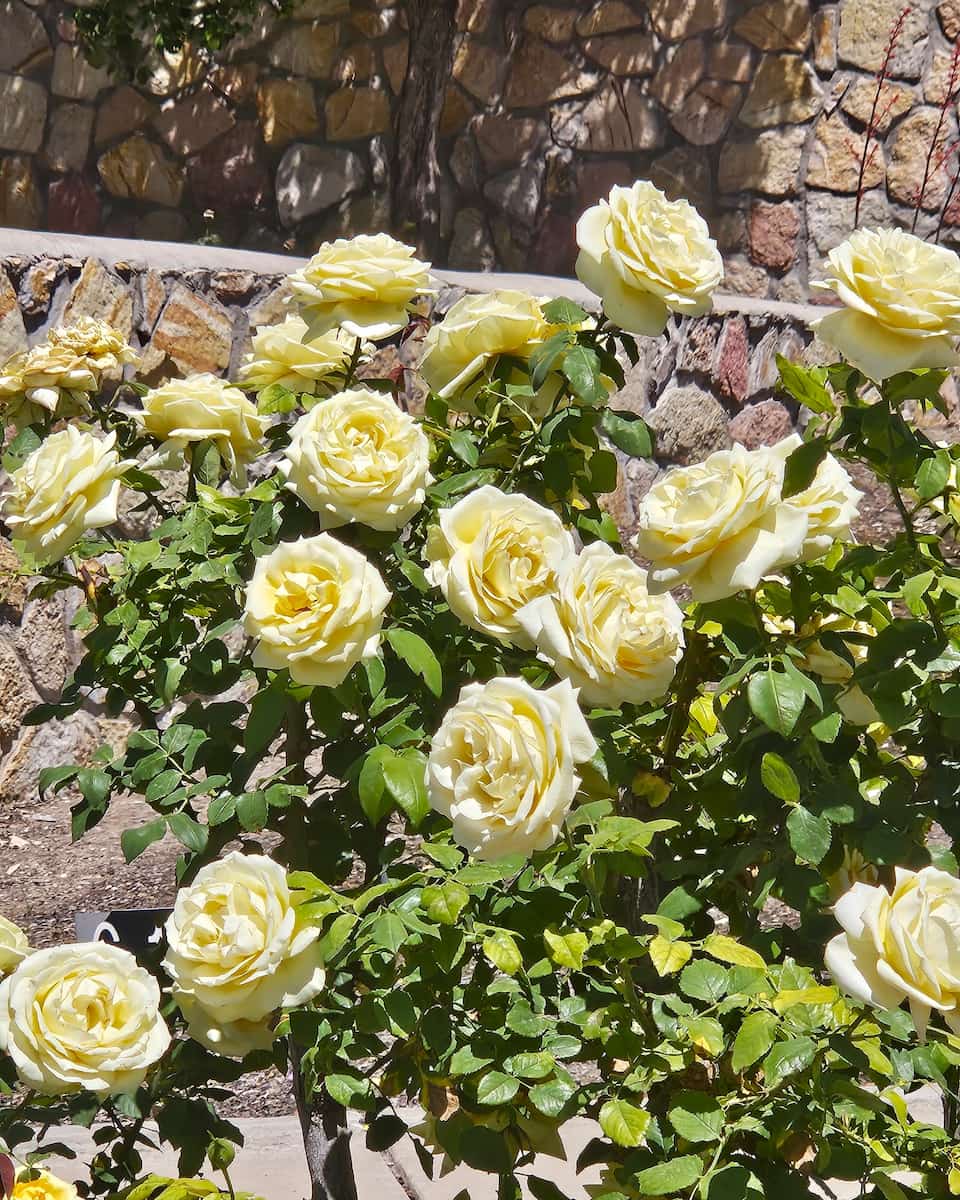 El Paso Municipal Rose Garden El Paso Municipal Rose Garden