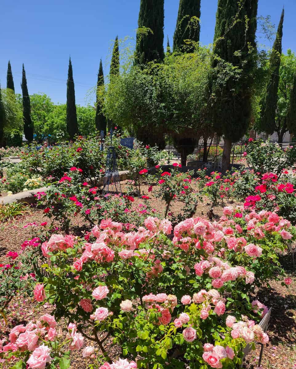 El Paso Municipal Rose Garden El Paso Municipal Rose Garden