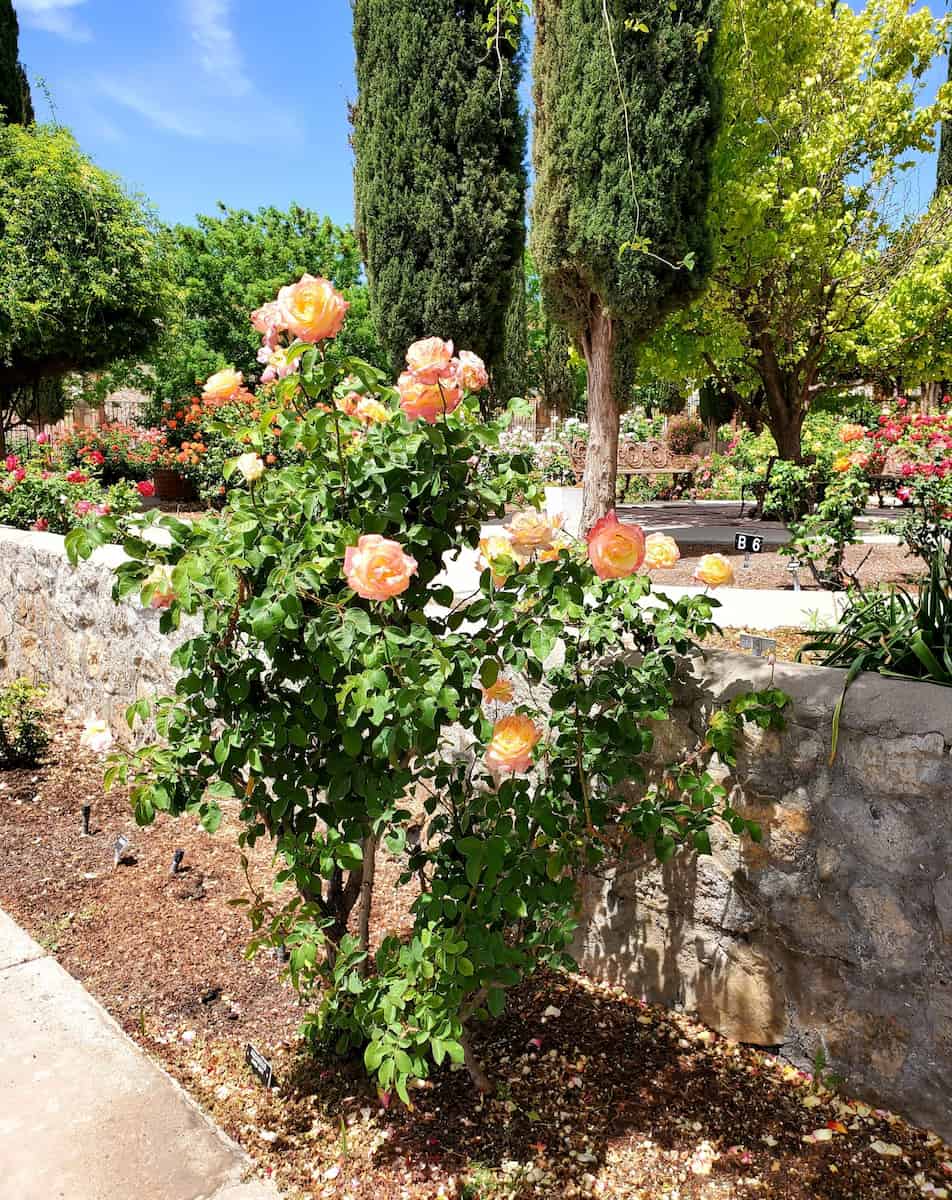 El Paso Municipal Rose Garden El Paso Municipal Rose Garden