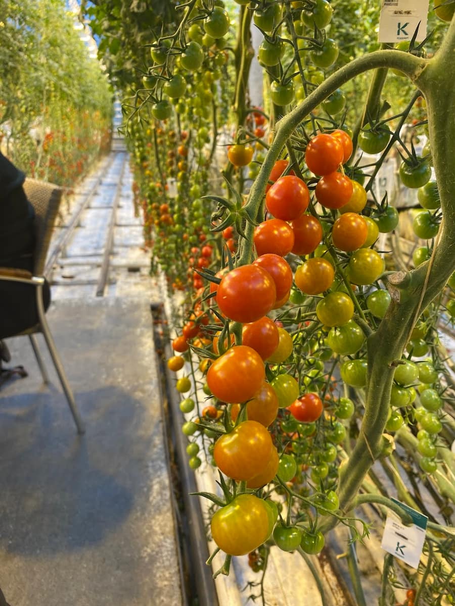 Friðheimar Greenhouse, Iceland Friðheimar Greenhouse, Iceland