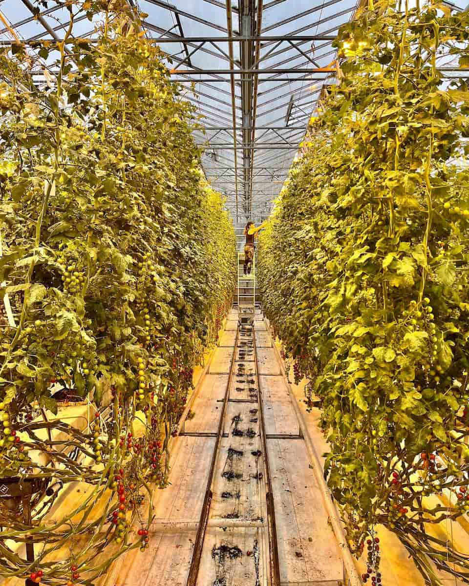 Friðheimar Greenhouse, Iceland Friðheimar Greenhouse, Iceland