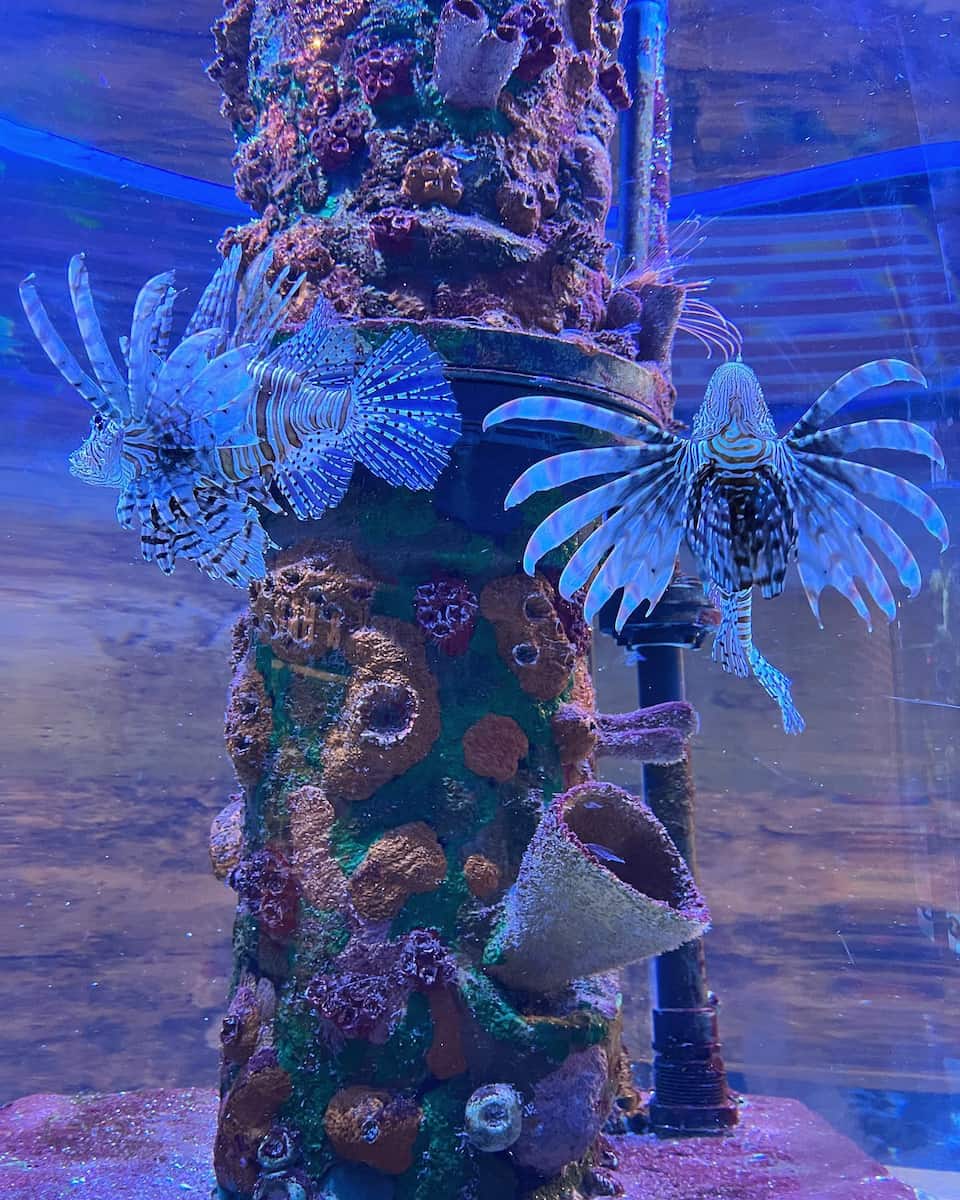 Greater Cleveland Aquarium Greater Cleveland Aquarium