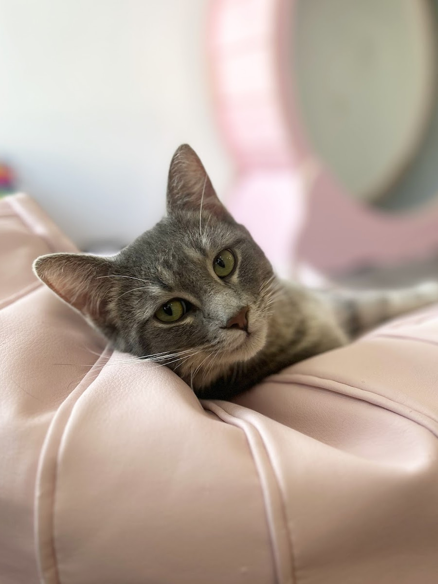 Happy Cat Cafe, Grand Rapids, MI Happy Cat Cafe, Grand Rapids, MI
