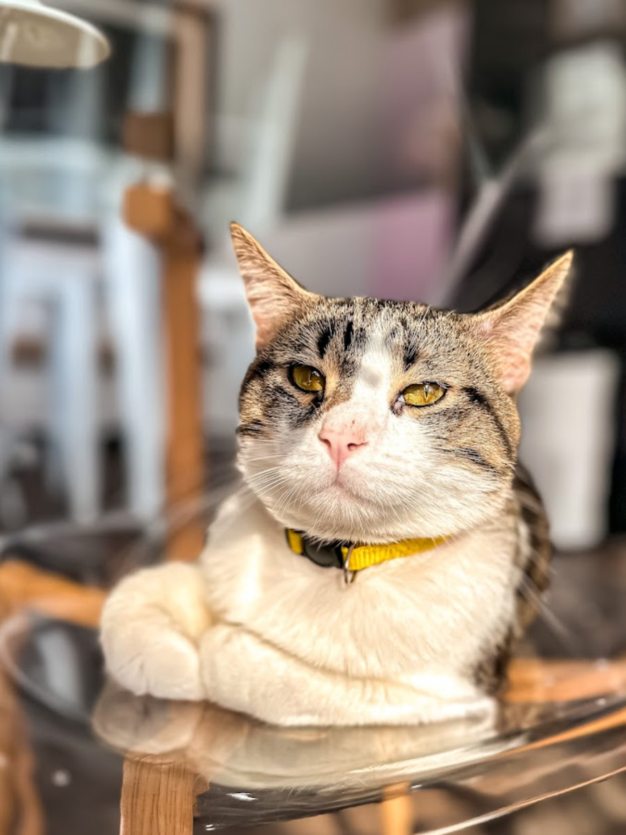 Happy Cat Cafe, Grand Rapids, MI Happy Cat Cafe, Grand Rapids, MI
