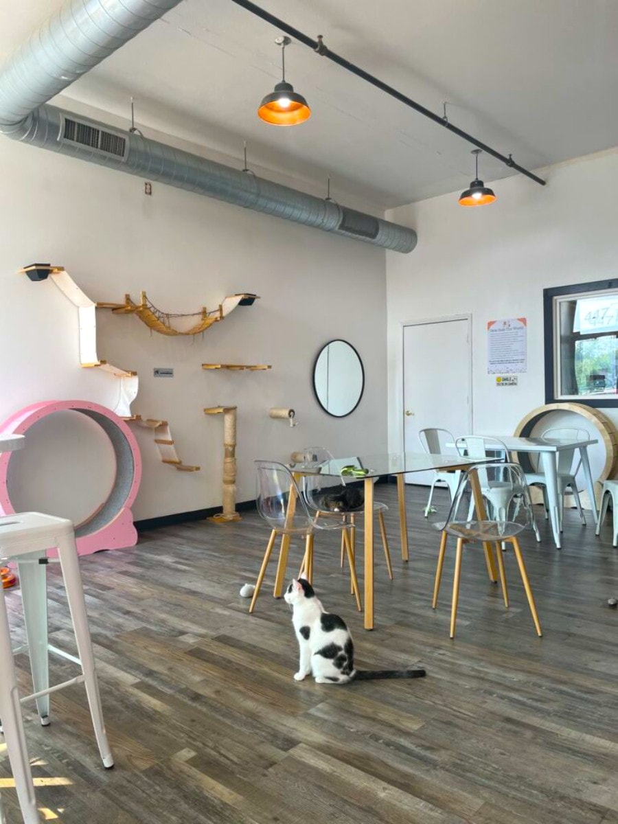 Happy Cat Cafe, Grand Rapids, MI Happy Cat Cafe, Grand Rapids, MI