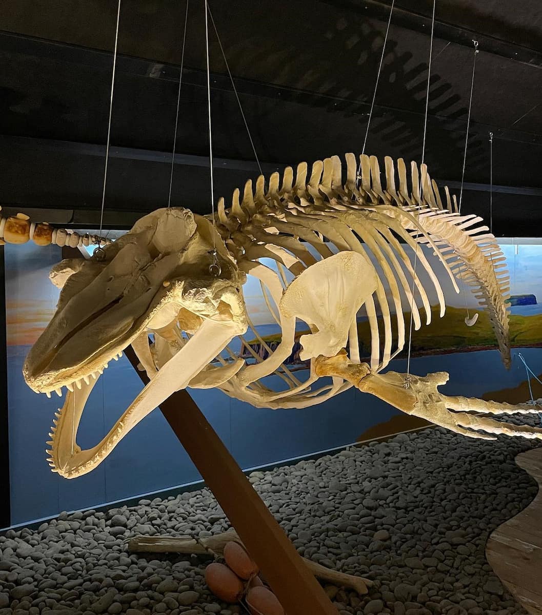 Húsavík Whale Museum, Iceland Húsavík Whale Museum, Iceland