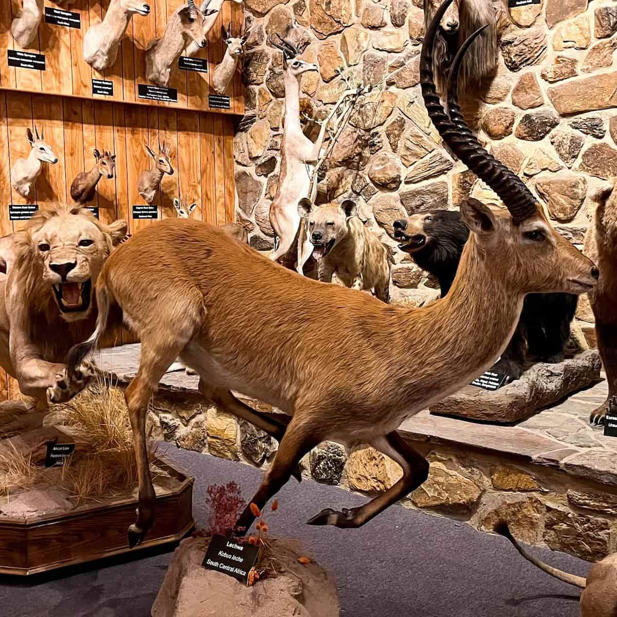 International Wildlife Museum, Tucson International Wildlife Museum, Tucson