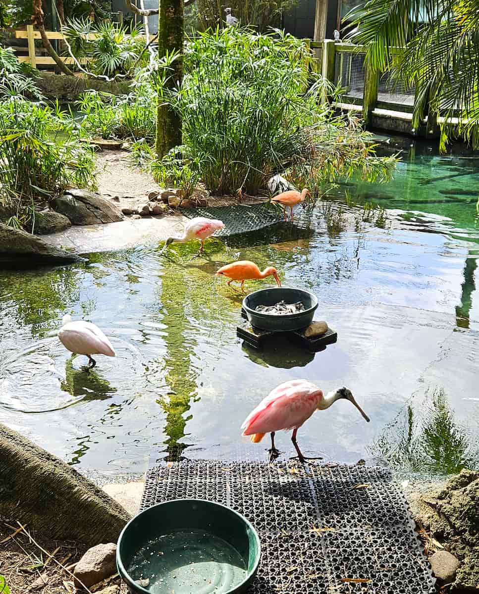Jacksonville Zoo and Gardens Jacksonville Zoo and Gardens