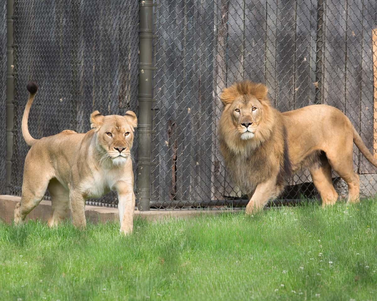John Ball Zoo, Grand Rapid John Ball Zoo, Grand Rapid