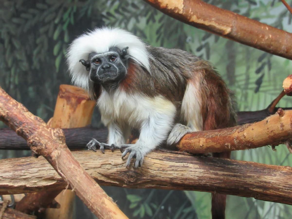 John Ball Zoo, Grand Rapid John Ball Zoo, Grand Rapid
