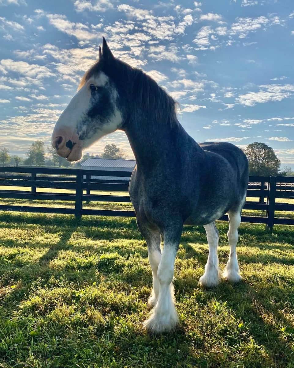 Kentucky Horse Park, Lexington Kentucky Horse Park, Lexington