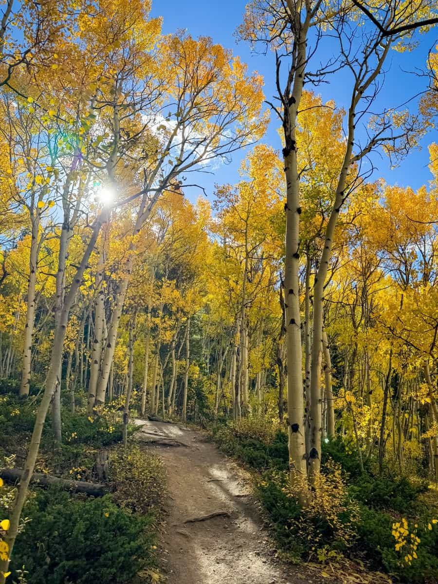 Leaf Peeping in Aspen Alley, Flagstaff Leaf Peeping in Aspen Alley, Flagstaff