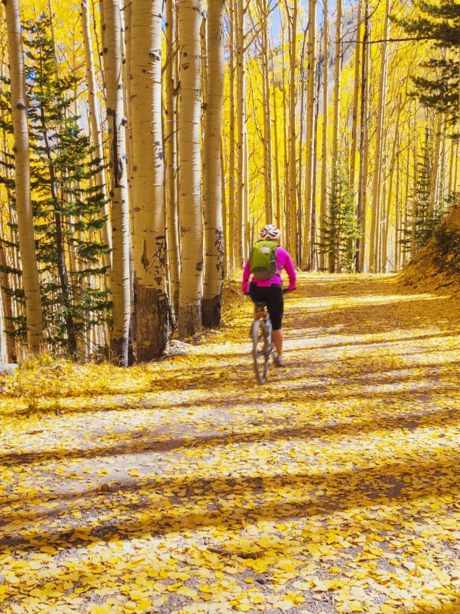 Leaf Peeping in Aspen Alley, Flagstaff Leaf Peeping in Aspen Alley, Flagstaff