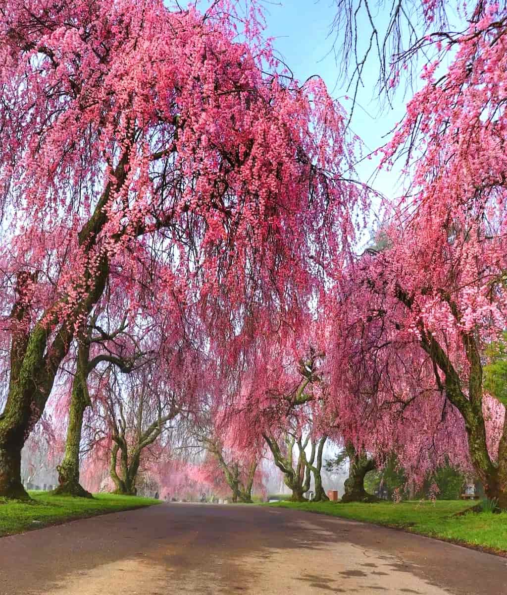 Lexington Cemetery Lexington Cemetery