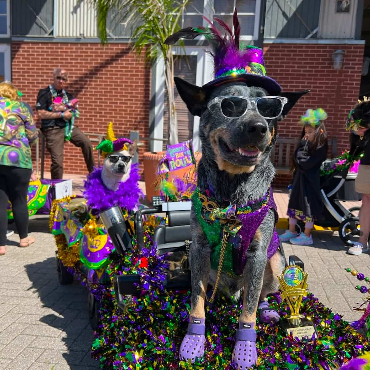 Mardi Gras, Galveston Mardi Gras, Galveston