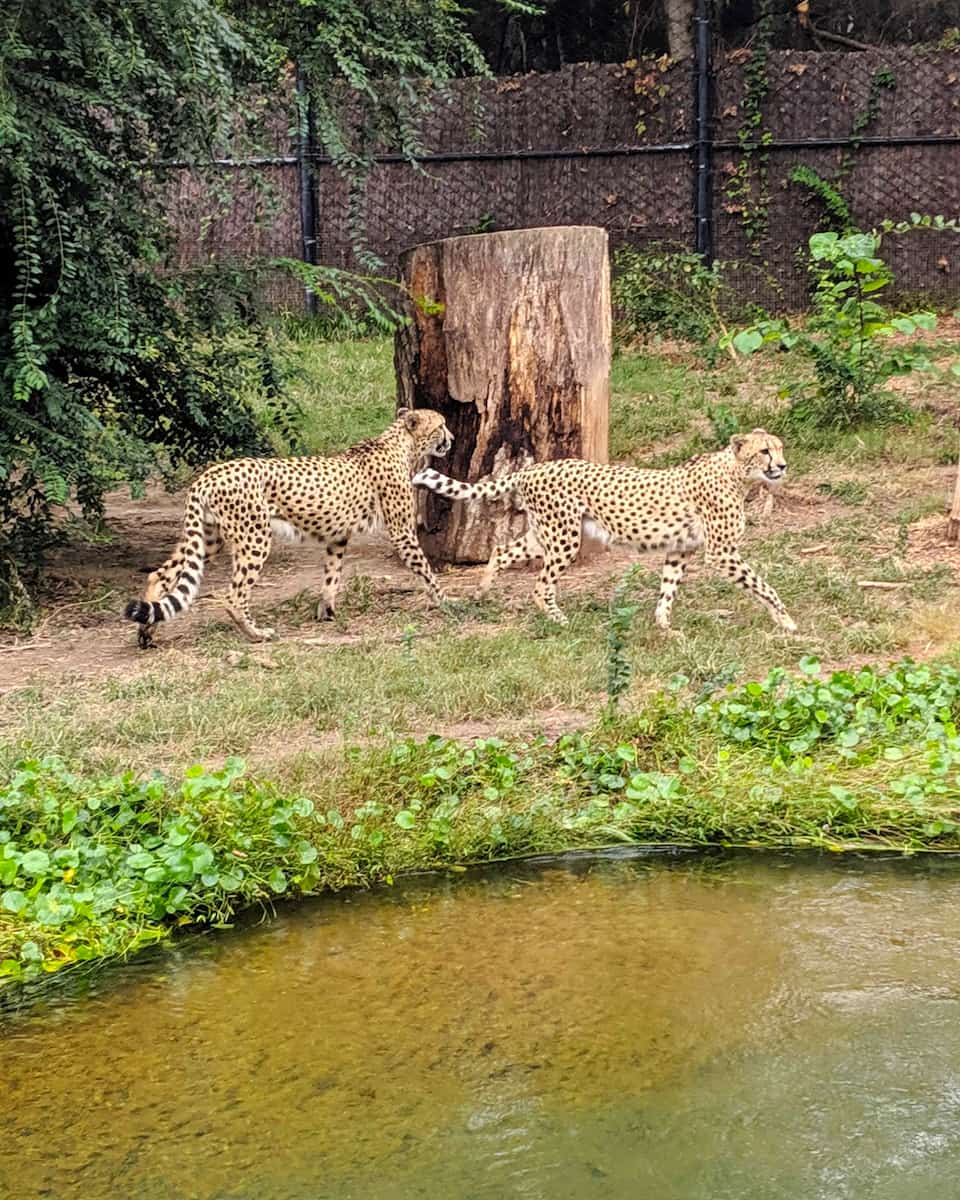 Memphis Zoo Animal Encounters Memphis Zoo Animal Encounters