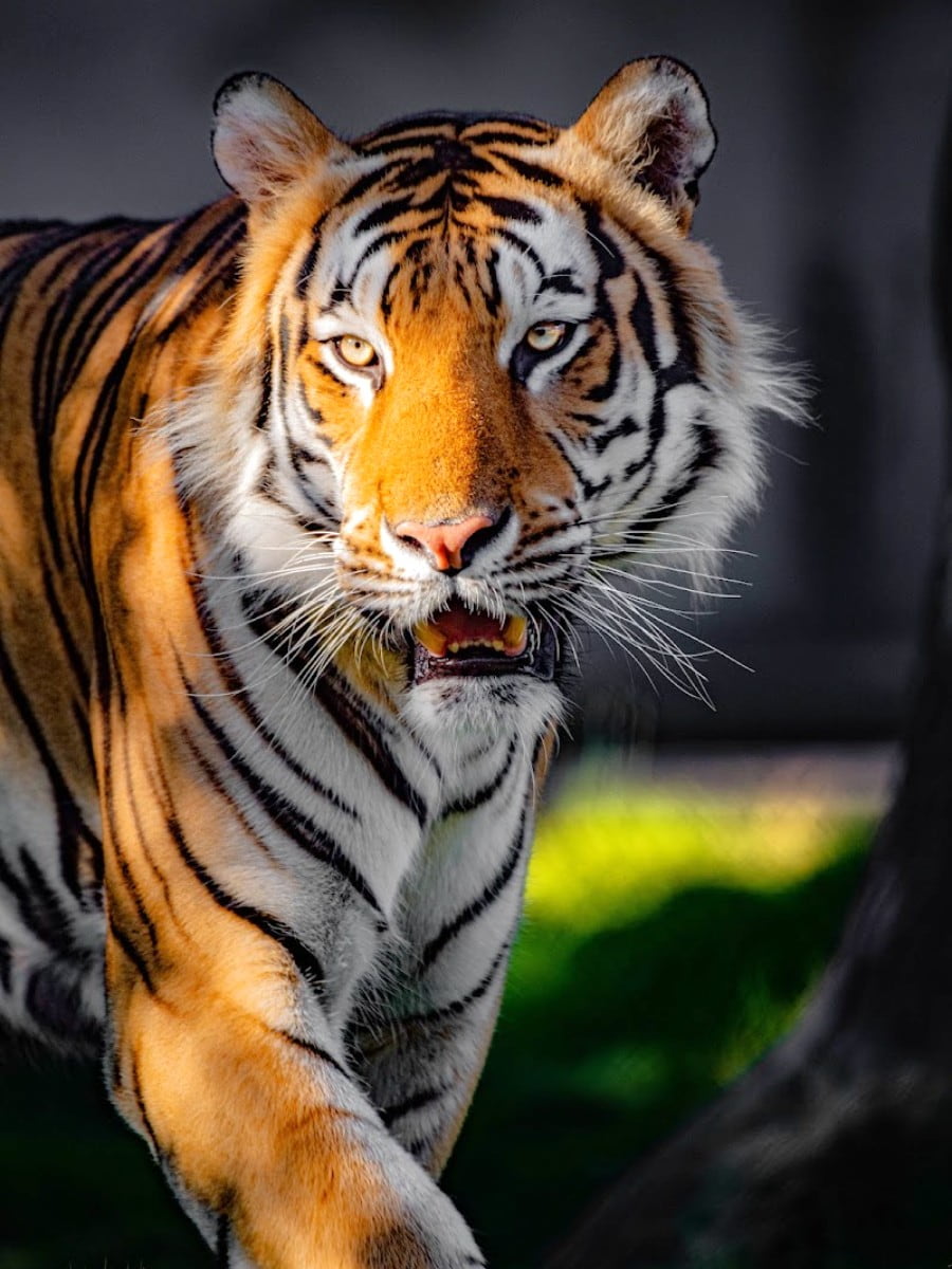 Mike the Tiger, Baton Rouge Mike the Tiger, Baton Rouge