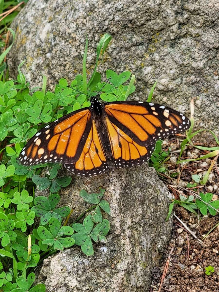 Monarch Butterfly Sanctuary, Monterey, California Monarch Butterfly Sanctuary, Monterey, California