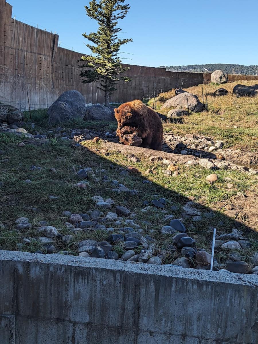 Montana Grizzly Encounter, Bozeman, Montana Montana Grizzly Encounter, Bozeman, Montana