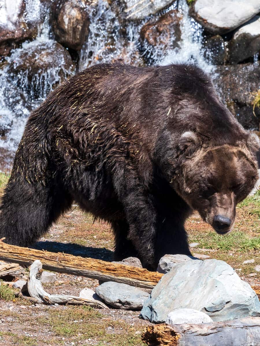 Montana Grizzly Encounter, Bozeman, Montana Montana Grizzly Encounter, Bozeman, Montana