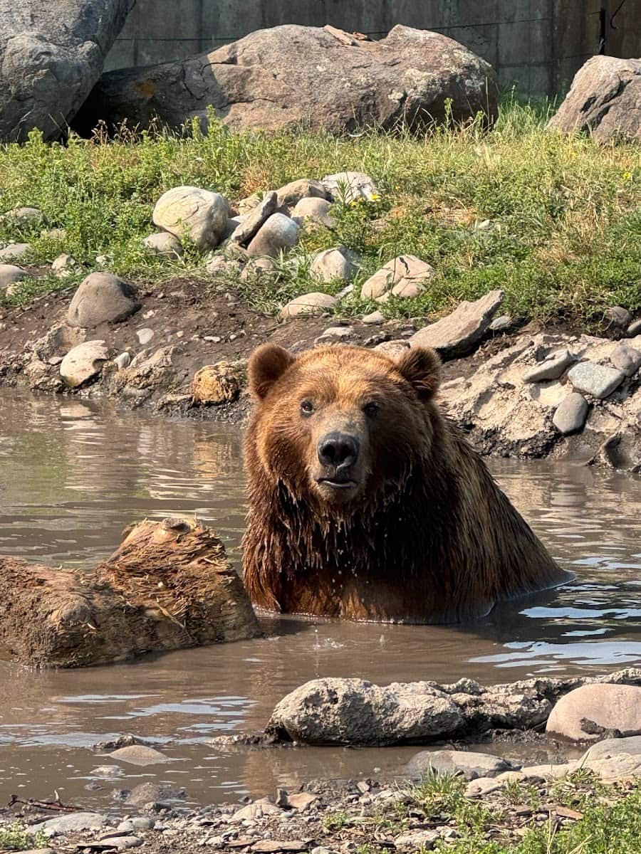 Montana Grizzly Encounter, Bozeman, Montana Montana Grizzly Encounter, Bozeman, Montana
