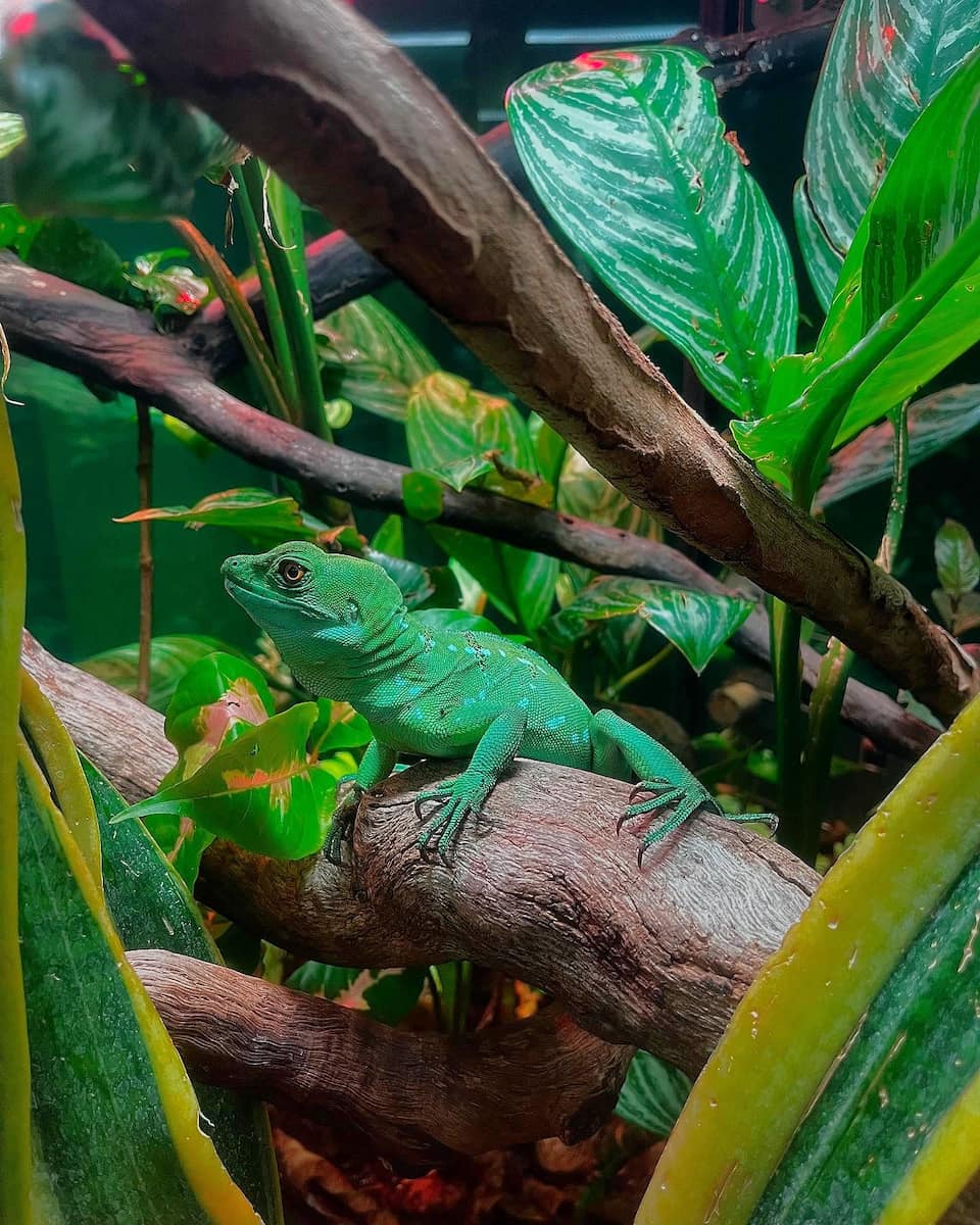 Moody Gardens, Galveston Moody Gardens, Galveston