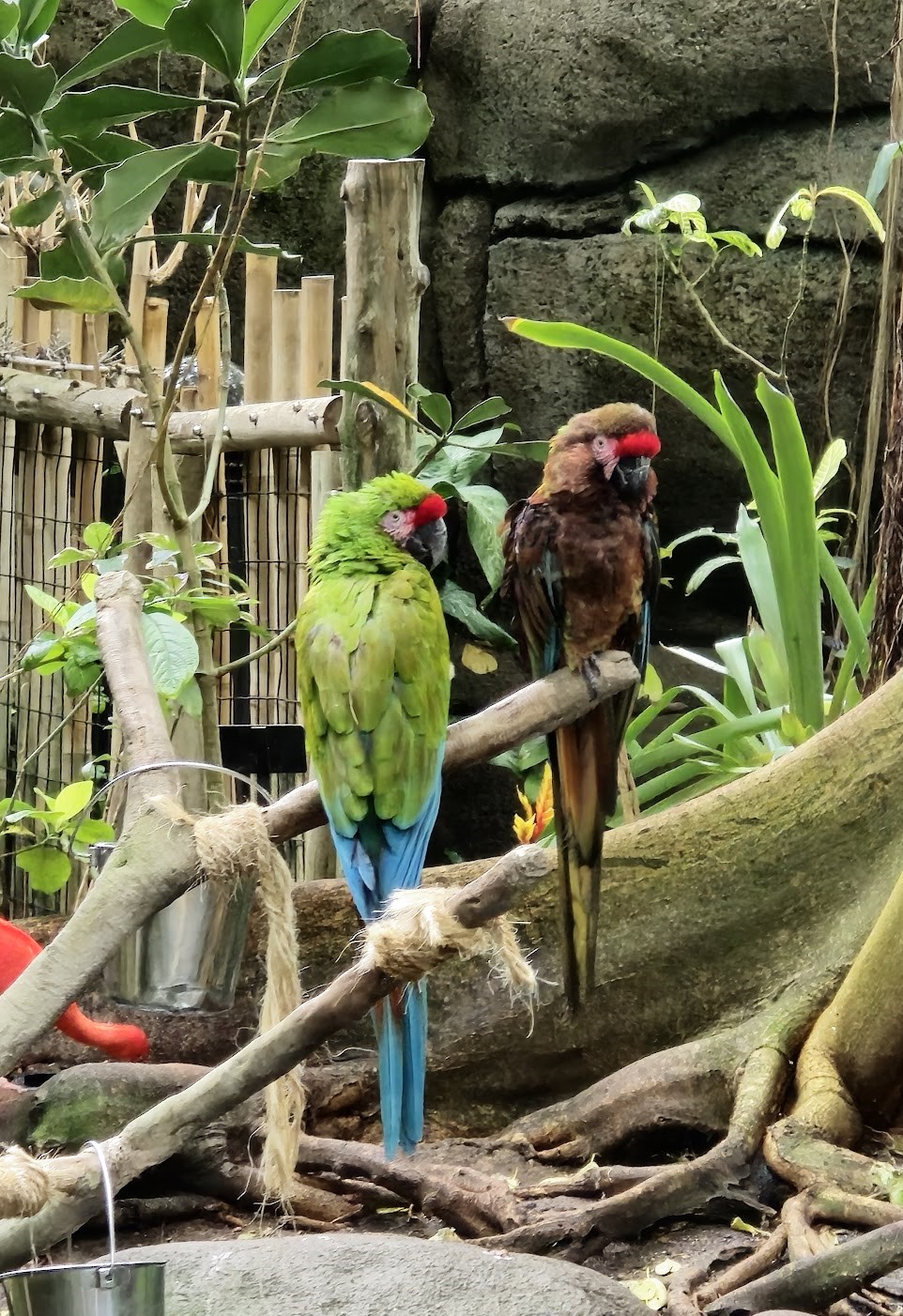 Moody Gardens, Galveston Moody Gardens, Galveston